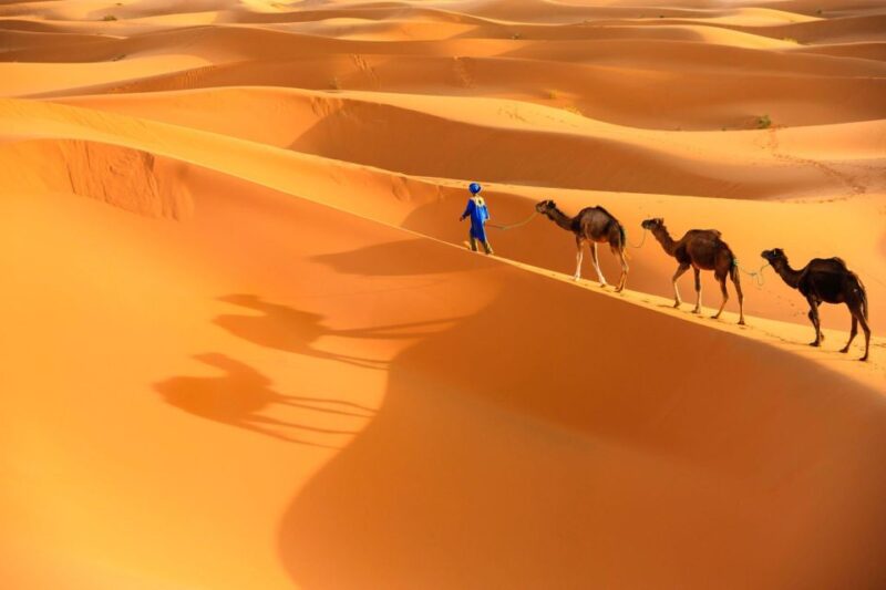 Agadir: Camel Ride and Flamingo Trek With Mint Tea - Participant Information