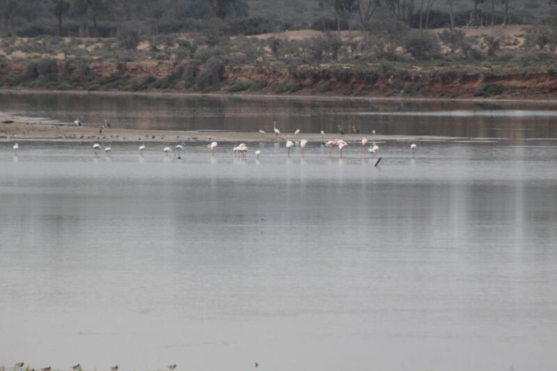 Agadir Camel Ride Flamingo River & BBQ Dinner - Itinerary Breakdown