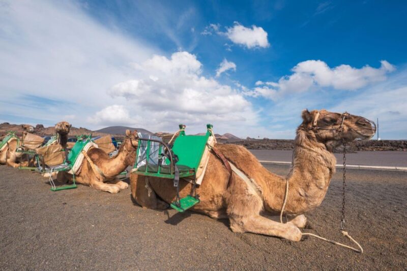 Agadir: Camel Ride Tour With Tea and Dinner Option - Camel Ride Through Aghroud Bensergao
