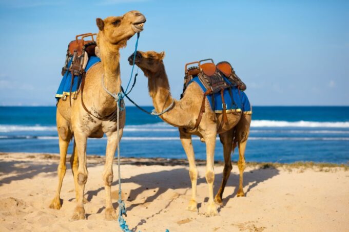 Agadir: Camel Ride Tour With Tea and Dinner Option - BBQ Dinner Option