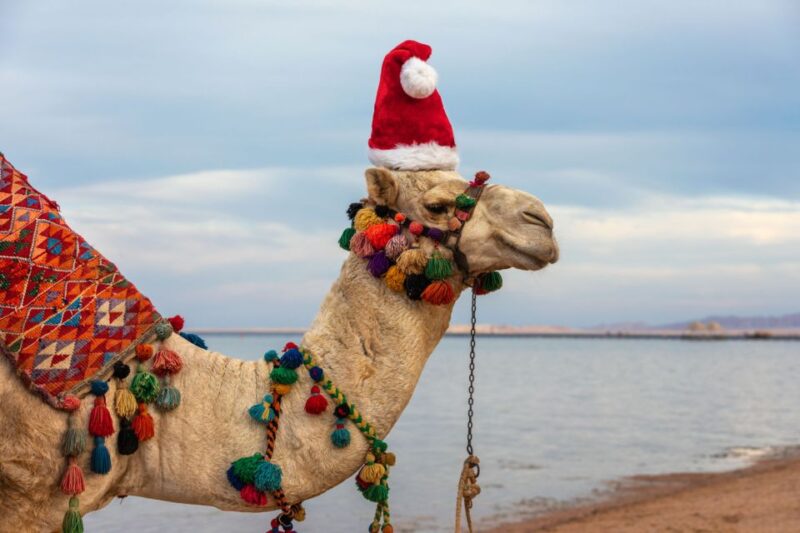 Agadir: Camel Ride With Tea & BBQ Dinner Option - Price and Duration