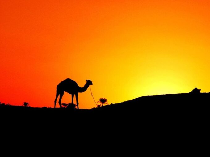 Agadir: Camel Ride With Tea & BBQ Dinner Option - Customer Reviews and Feedback