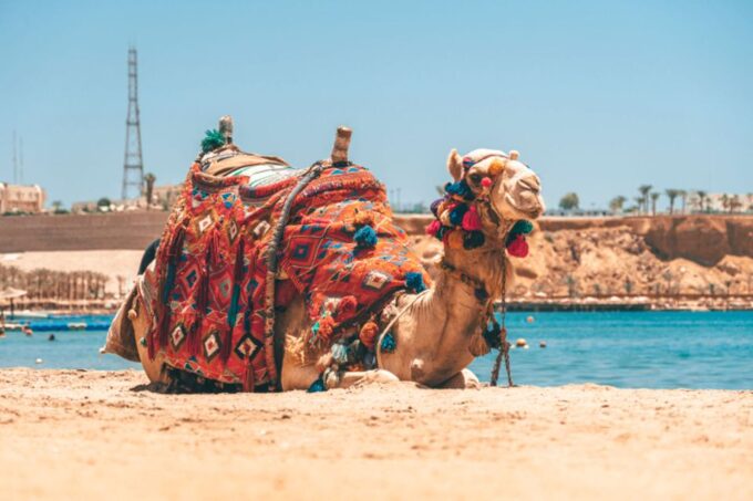 Agadir: Camel Ride With Tea - Refreshing Moroccan Tea