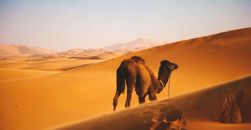 Agadir: Chegaga Wild Desert 3 Days Including Desert Camp - Itinerary Highlights