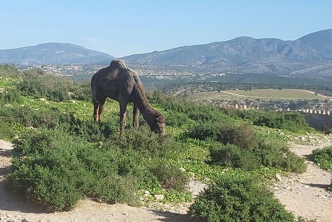 Agadir City Tour From Riu Palace Tikida Taghazout - Enjoy Private Transportation