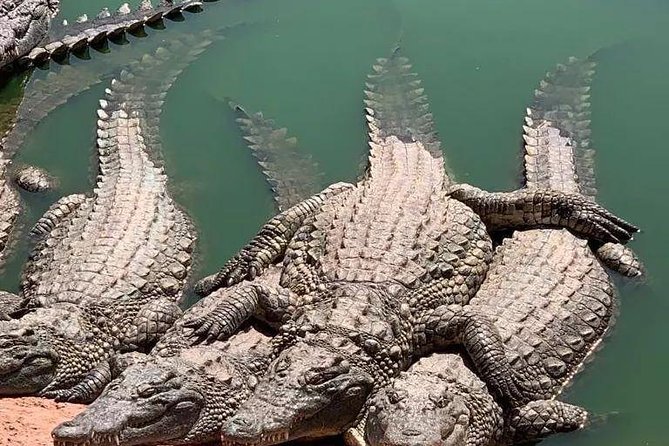Agadir Croco Park Transfer & Admission Ticket - Accessibility and Participation