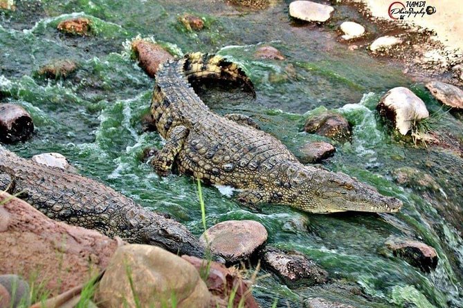 Agadir Croco Park Transfer & Admission Ticket - Trip Duration and Schedule