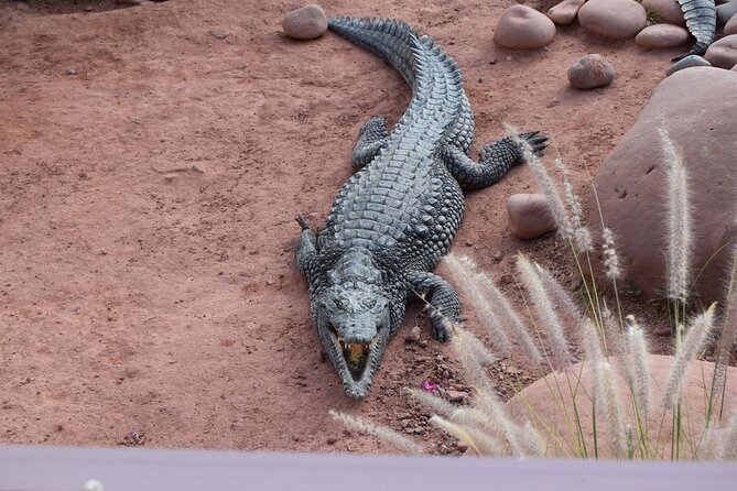 Agadir Crocodile Park Adventure - Visitor Experiences and Feedback