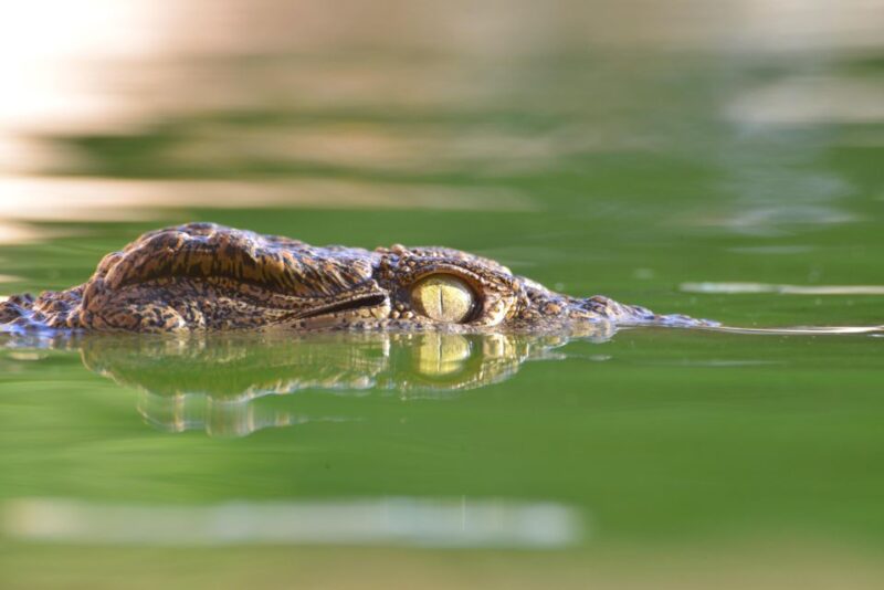 Agadir: Crocoparc Skip-the-Line Entry Ticket - Customer Reviews