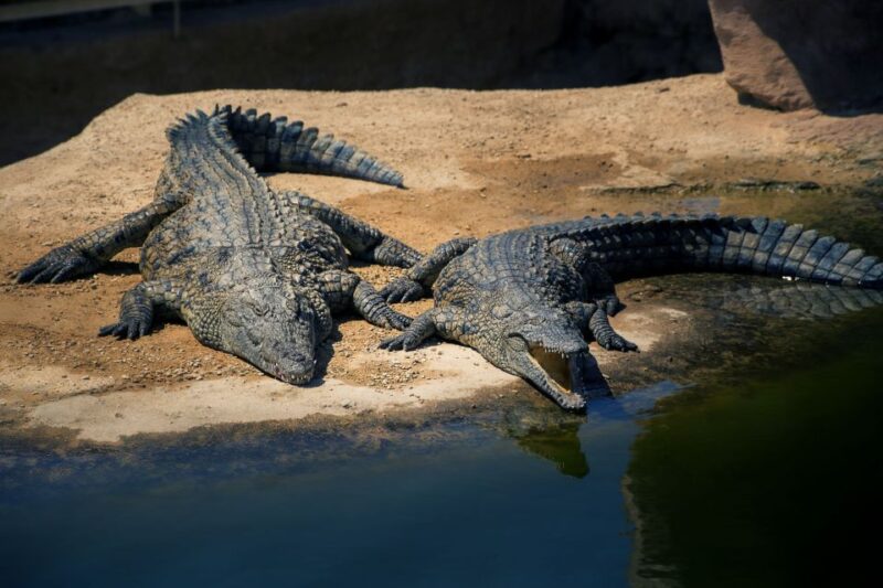 Agadir Crocoparc: Ticket and Transfer - Gardens and Unique Plants