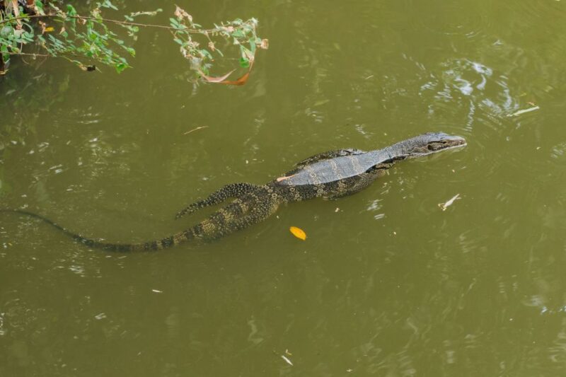 Agadir Crocoparc: Ticket and Transfer - Customer Ratings and Reviews