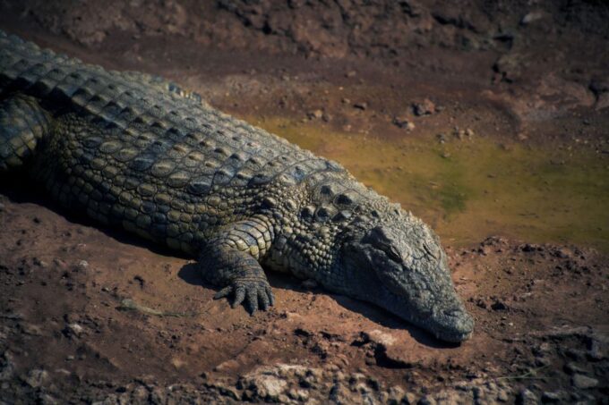 Agadir Crocoparc: Ticket and Transfer - Frequently Asked Questions