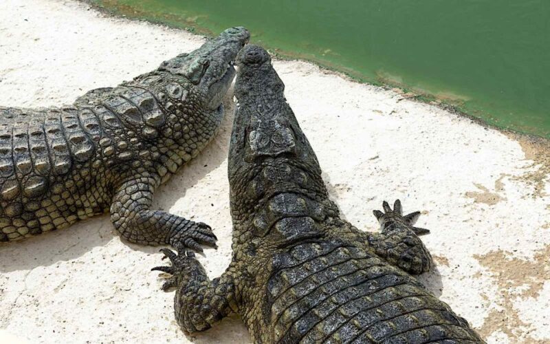 Agadir Crocoparc: Ticket and Transfer - Crocodile Habitat and Gardens