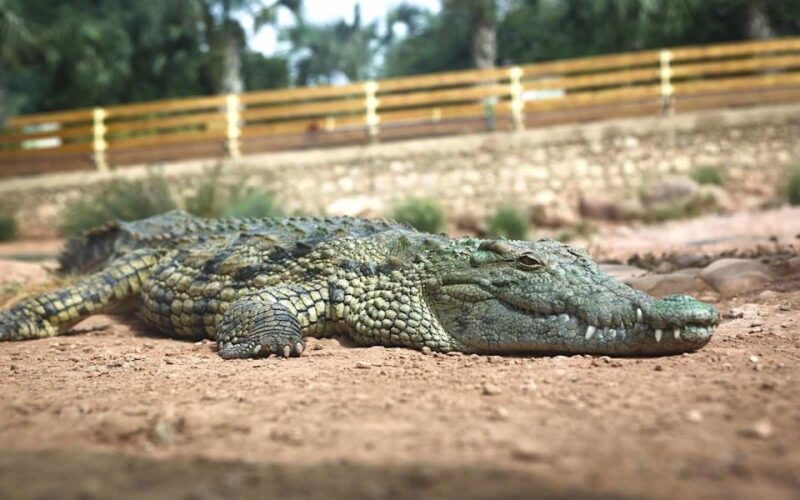 Agadir Crocoparc: Ticket and Transfer - Transportation and Language Options