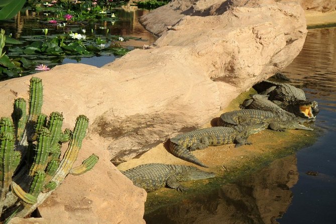 Agadir Crocoparc With Transfer & Admission Ticket - Botanical Gardens Exploration