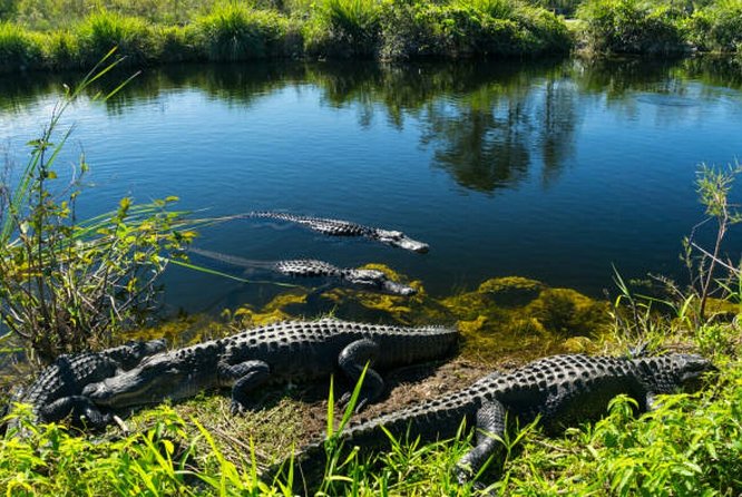 Agadir Crocoparc With Transfer & Admission Ticket - Free Time in the Park