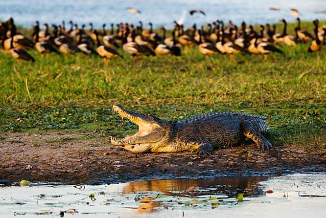 Agadir Crocoparc With Transfer & Admission Ticket - Pickup and Drop-off Services