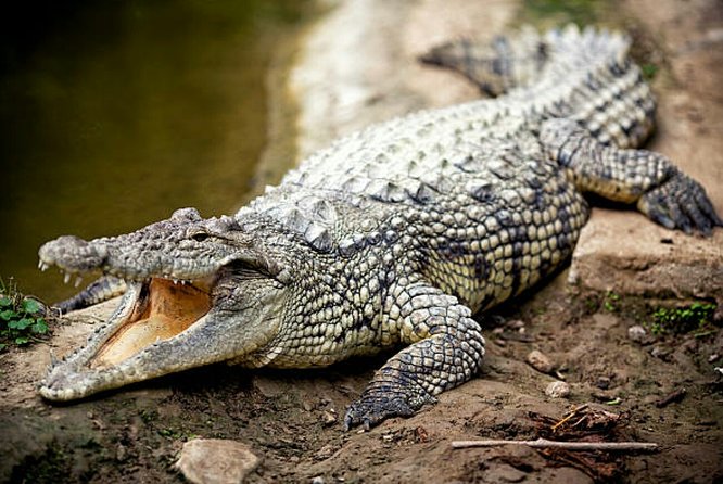 Agadir Crocoparc With Transfer & Admission Ticket - Cancellation Policy
