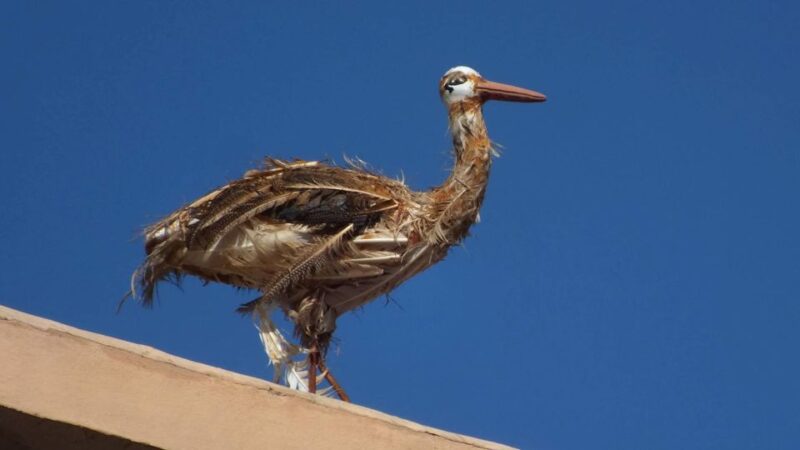 Agadir: Desert Safari Jeep Tour With Lunch & Hotel Transfers - Additional Activities