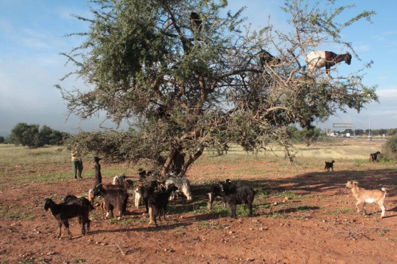Agadir: Excursion to Taroudant and Tiout Oasis With Lunch - Optional Activities