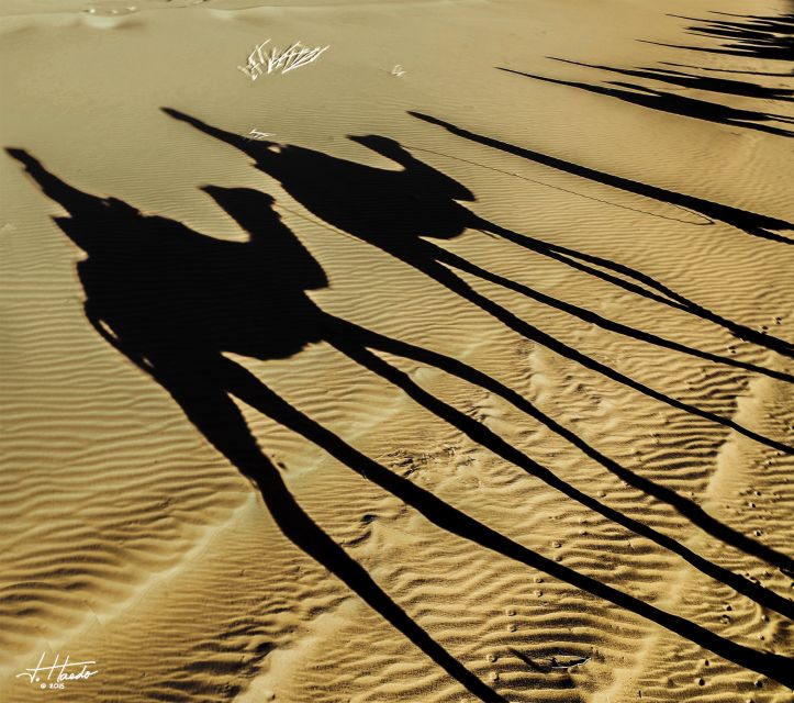 Agadir: Flamingo River Camel Ride With Optional BBQ Dinner - Key Points