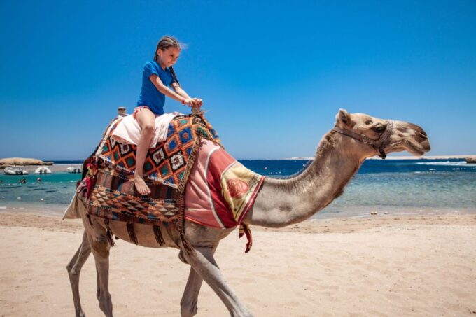Agadir: Flamingo River Camel Ride With Optional BBQ Dinner - Dining Options