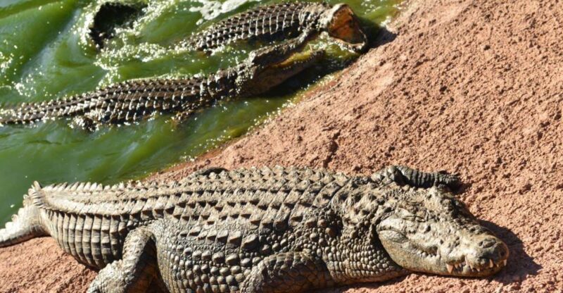 Agadir: Goat on Trees & Crocodile Park Including Hotelpickup - Experience Highlights