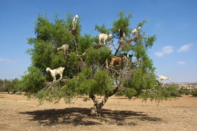 Agadir: Goat on Trees & Crocodile Park Including Hotelpickup - Hotel Pickup and Transfer
