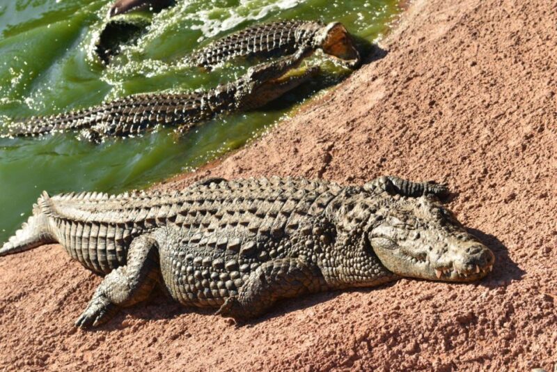 Agadir: Goat on Trees & Crocodile Park Including Hotelpickup - Key Points