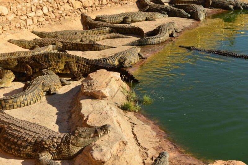 Agadir: Goat on Trees & Crocodile Park Including Hotelpickup - Goats in Argan Trees