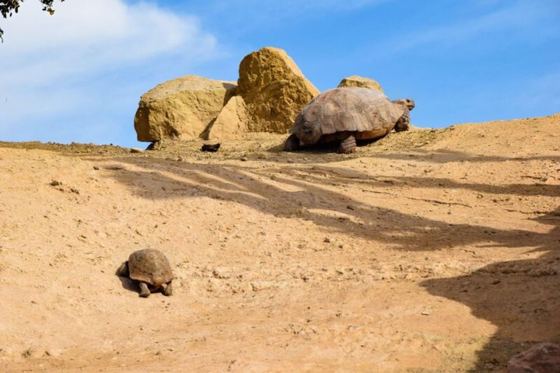 Agadir: Goat on Trees & Crocodile Park Including Hotelpickup - Crocodile Park Exploration