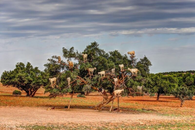 Agadir: Goat on Trees & Crocodile Park Including Hotelpickup - Included in the Tour