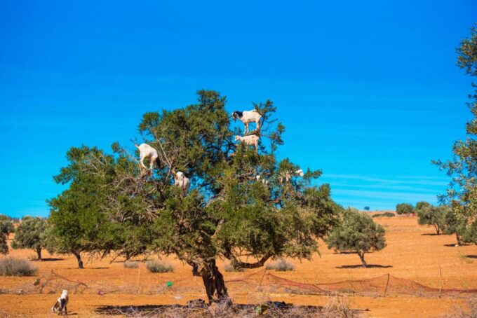 Agadir: Goat on Trees & Crocodile Park Including Hotelpickup - Additional Tour Details