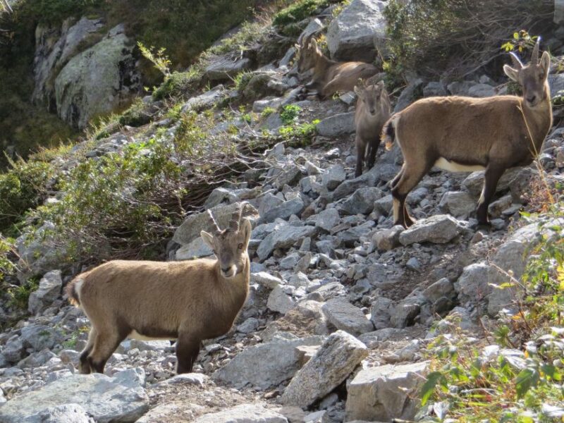 Agadir: Goat on Trees & Crocodile Park Including Hotelpickup - Experience Highlights