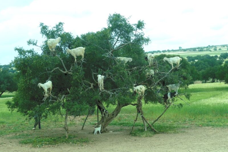 Agadir: Goat on Trees & Crocodile Park Including Hotelpickup - Itinerary Details