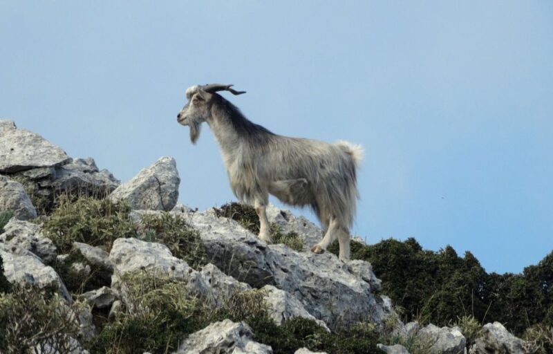 Agadir: Goat on Trees & Crocodile Park Including Hotelpickup - Goat Spotting