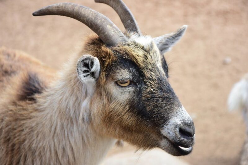 Agadir: Goat on Trees & Crocodile Park Including Hotelpickup - Crocodile Park Exploration