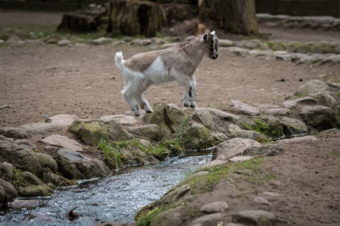 Agadir: Goat on Trees & Crocodile Park Including Hotelpickup - Tour Booking and Pickup