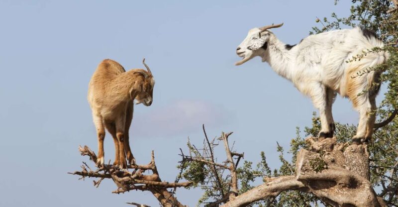 Agadir: Goat on Trees & Crocopark Including Hotel Pickup - Key Points