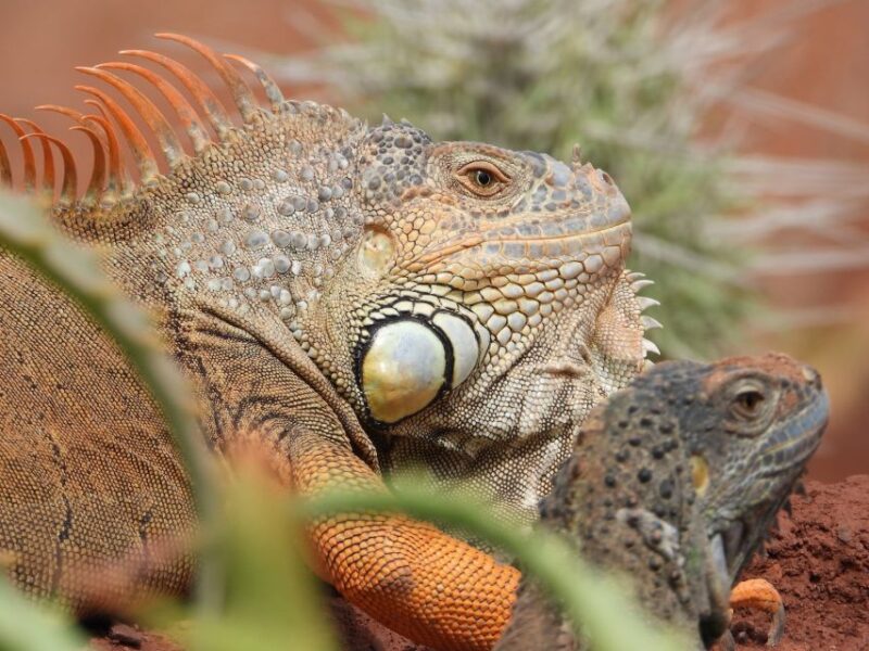 Agadir: Goat on Trees & Crocopark Including Hotel Pickup - Itinerary Details