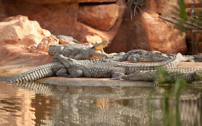 Agadir: Goat on Trees & Crocopark Including Hotel Pickup - Inclusions