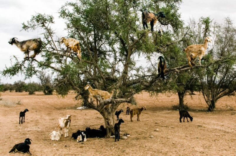 Agadir: Goat on Trees & Crocopark Including Hotel Pickup - Customer Feedback