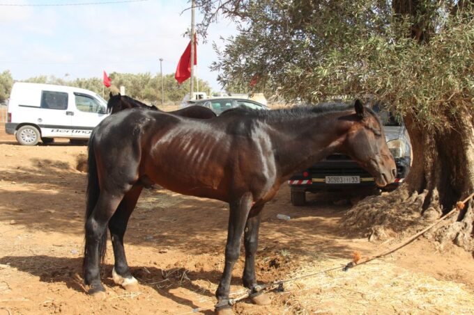 Agadir: Horse Ride Experience With Flamingos Watching - Frequently Asked Questions
