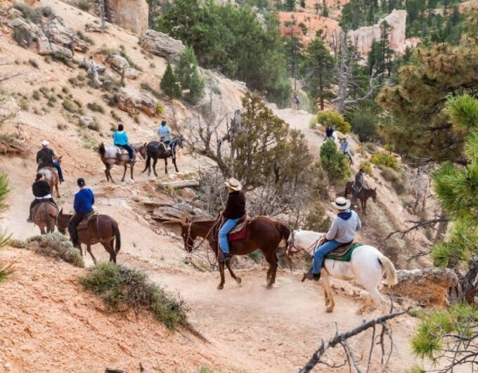 Agadir: Horse Ride in Flamingo Souss River - Frequently Asked Questions