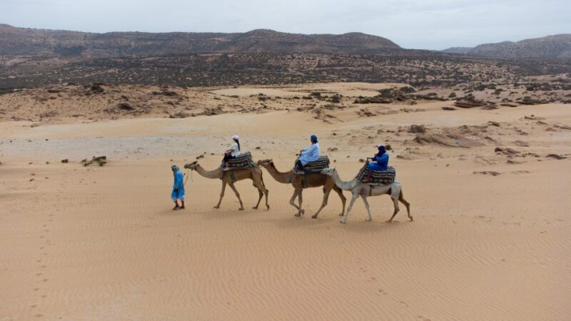 Agadir or Taghazout : Camel Ride in Desert Sand Dunes - Tour Guide Availability