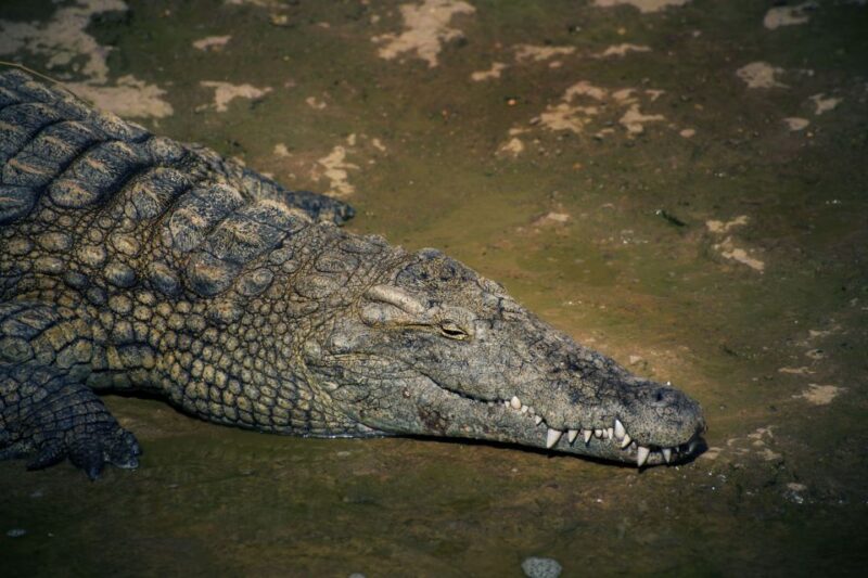 Agadir or Taghazout: Crocodile Park Adventure & Entry Ticket - Key Points
