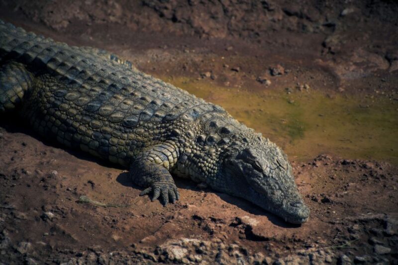 Agadir or Taghazout: Crocodile Park Adventure & Entry Ticket - Historical Context