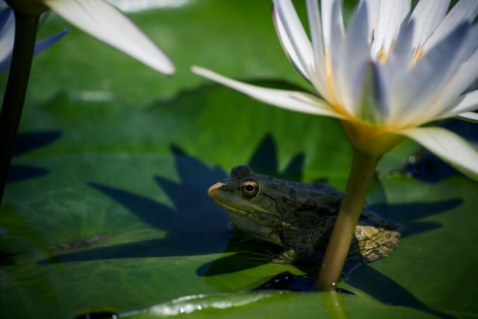 Agadir or Taghazout: Crocodile Park Adventure & Entry Ticket - Visitor Information