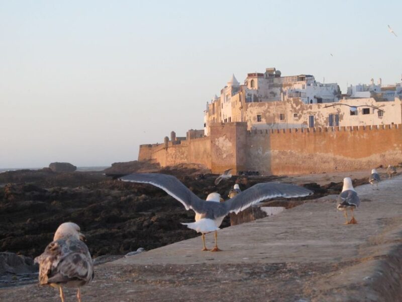 Agadir or Taghazout : Essaouira Mogador Day Trip - Cultural and Natural Attractions