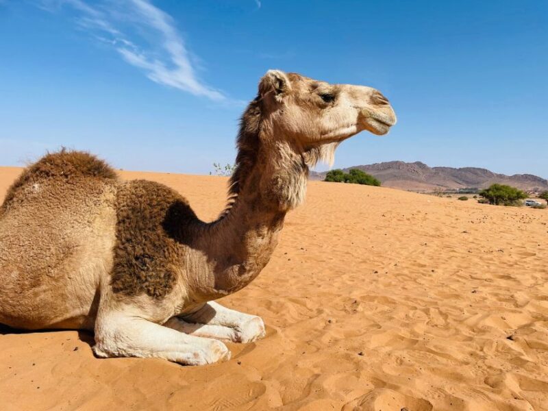 Agadir: Paradise Valley & Desert Sand Dunes With Camel Ride - Paradise Valley Exploration